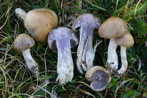 Cortinari  tra salici nani della Maiella